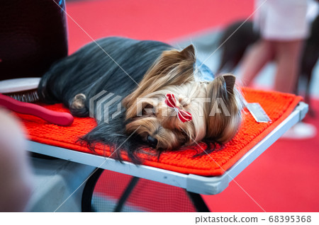 Portrait of a Yorkshire Terrier Show Class at a Portrait of a Yorkshire Terrier Show Class at a 68395368