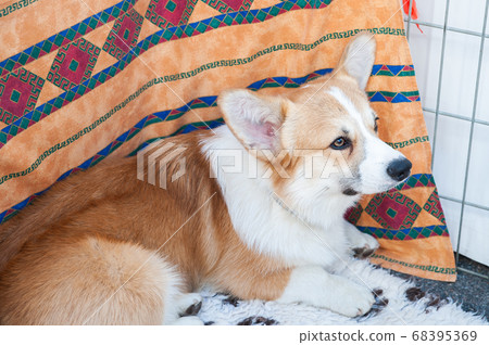 Very cute welsh corgi Very cute welsh corgi 68395369