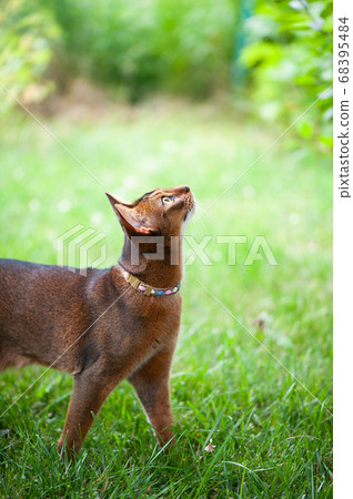 Abyssinian cat in collar, walking in juicy green Abyssinian cat in collar, walking in juicy green 68395484