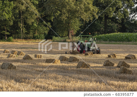Rectangular straw bales on a field in the 68395877
