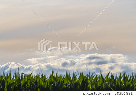 Beautiful abstract evening skies above a corn 68395881