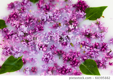 delicate petals of lilac in milk close-up. 68395882