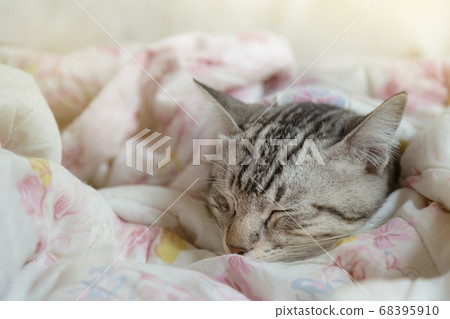lazy young american shorthair cat sleeping in sweet blanket with warm sunlight in the winter in the bedroom on sunday morning. pet and animal lifestyle concept 68395910