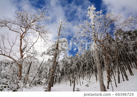 Ice monsters and snow monsters formed by water vapor and snow frozen on evergreen conifers in the forest of Yatsugatake in the year of heavy snowfall. Ice monsters and snow monsters formed by water vapor and snow frozen on evergreen conifers in the forest of Yatsugatake in the year of heavy snowfall. 68396720