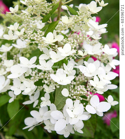 White flowers of hydrangea paniculata 68396721