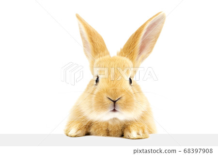 The house bunny looks at the sign. 68397908