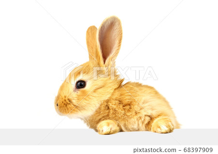 Fluffy rabbit looks at the banner. Fluffy rabbit looks at the banner. 68397909