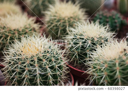 Spiny exotic cacti in pots. Spiny exotic cacti in pots. 68398027