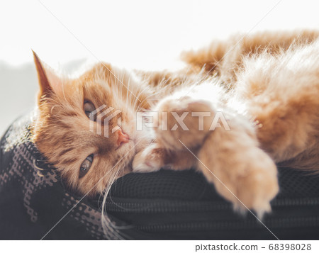 Cute ginger cat sleeps on black backpack on window sill. Fluffy pet has a nap on window sill. Domestic animal at cozy home. Cute ginger cat sleeps on black backpack on window sill. Fluffy pet has a nap on window sill. Domestic animal at cozy home. 68398028