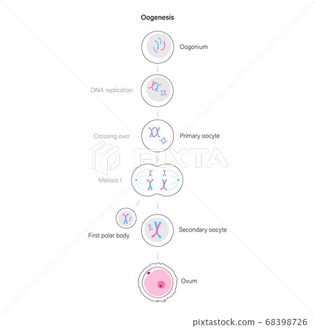 Reproductive system concept Reproductive system concept 68398726