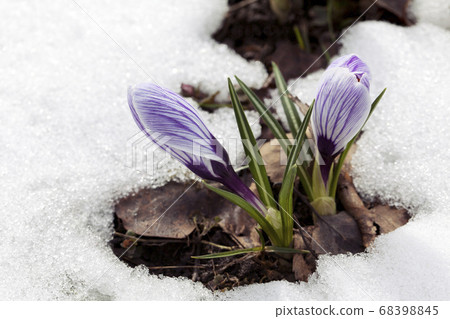 Crocus flower in the snow Crocus flower in the snow 68398845