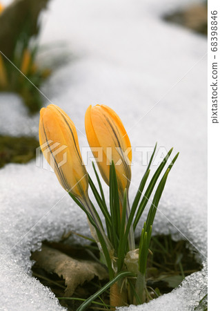 Crocus flower in the snow 68398846