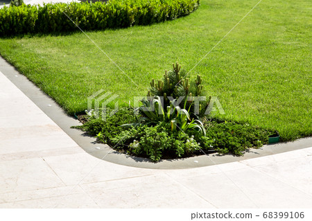 marble stone walking path and stone edge with lawn green grass and pine plantations and bushes on a sunny spring day nobody. 68399106