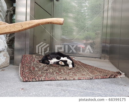 Dogs and cats Dogs and cats 68399175