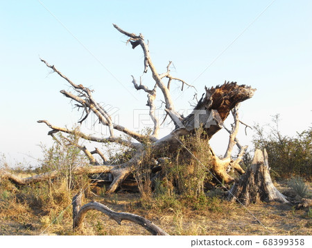 Large withered tree in Okavango Marsh, Botswana 68399358
