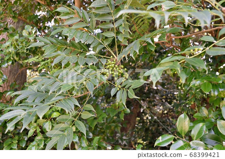 蝦虎魚果實 蝦虎魚果實 68399421