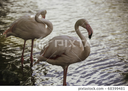 A flamingo from the Kobe Animal Kingdom takes a break while shining in the water A flamingo from the Kobe Animal Kingdom takes a break while shining in the water 68399481