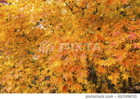 A lot of autumn leaves A lot of autumn leaves 68399650
