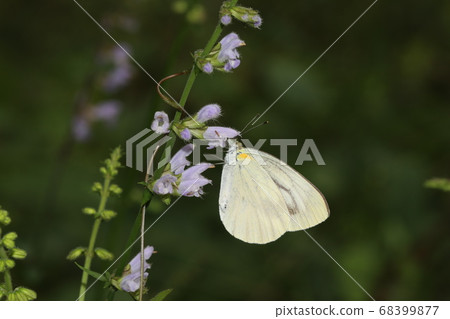 條紋白蝴蝶 68399877