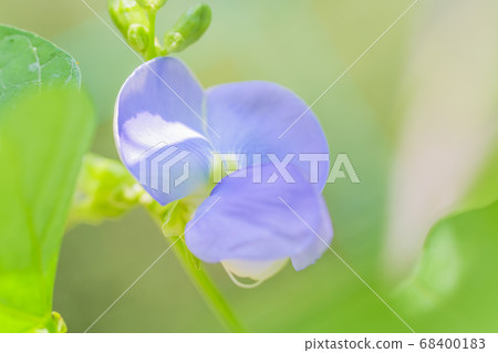Square bean flowers Square bean flowers 68400183