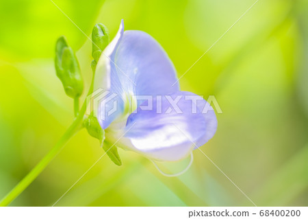 四棱豆的藍色花 68400200
