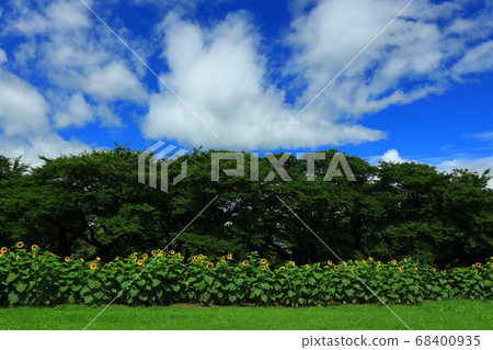 Blue sky and sunflower 68400935