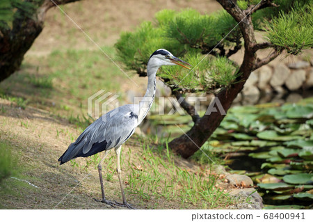 大藍鷺 68400941