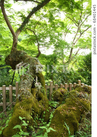 藥久山Enmei-ji寺Yuteru Momiji(川中之野市) 藥久山Enmei-ji寺Yuteru Momiji(川中之野市) 68401445