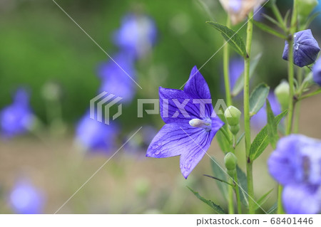 桔梗 桔梗 68401446