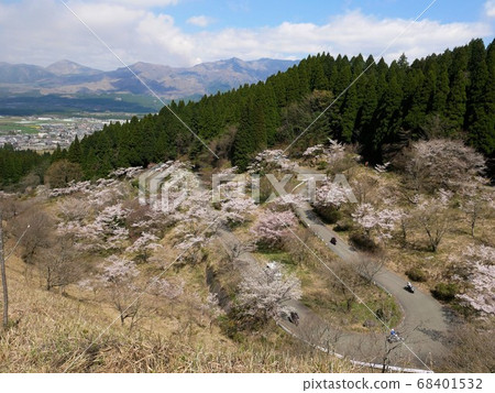 熊本縣高森山口的千本櫻演奏的九十九首歌 熊本縣高森山口的千本櫻演奏的九十九首歌 68401532