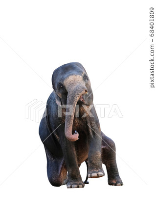 The elephants on white background with clipping The elephants on white background with clipping 68401809