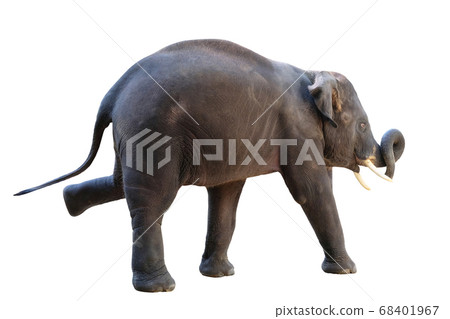 The elephants on white background with clipping 68401967