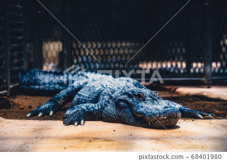 盯著這個可怕的鱷魚的照片 盯著這個可怕的鱷魚的照片 68401980