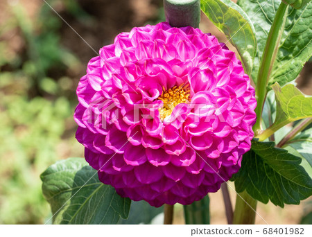 Dahlia (planetarium) on a sunny day in August 68401982