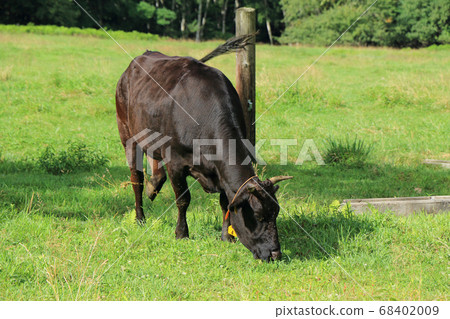 Japanese beef cattle cow Japanese beef cattle cow 68402009