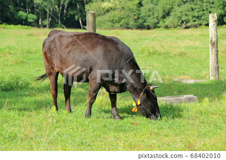 Japanese beef cattle cow Japanese beef cattle cow 68402010