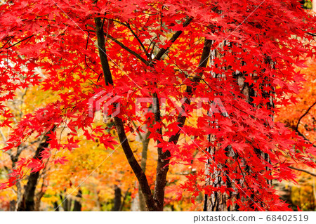 Autumn leaves Autumn leaves 68402519
