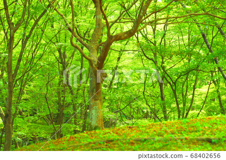 Landscape of green space park in Shiga prefecture, blue maple, green, eco-friendly [August] 68402656