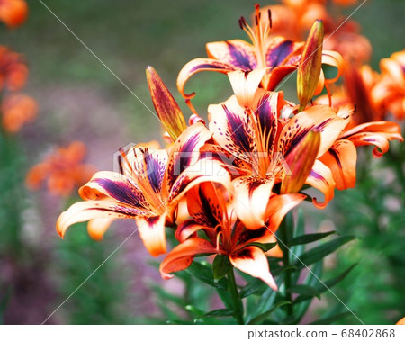 Yurigahara Park flower garden Yurigahara Park flower garden 68402868