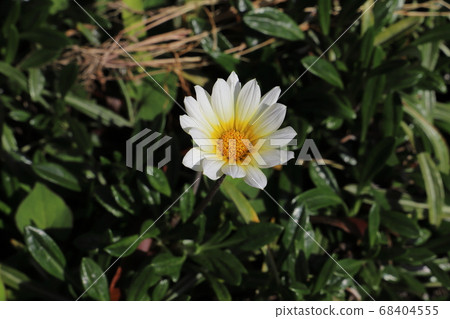 雜色菊的白花盛開在春天的花壇 照片素材 圖片 圖庫