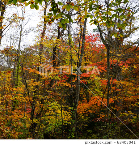 Aomori Prefecture Kakinuma Autumn leaves Aomori Prefecture Kakinuma Autumn leaves 68405041