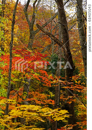 Aomori Prefecture Kakinuma Autumn leaves 68405043