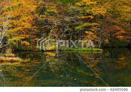 青森縣Kakinuma秋葉 68405096