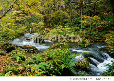 Oirase Keiryu，青森秋葉 68405438