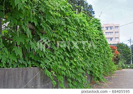 Fence of bitter gourd in kitchen garden 68405595