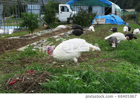 青森縣中野桃見山秋葉 68405867