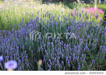 薰衣草鮮花盛開在春天領域 薰衣草鮮花盛開在春天領域 68405950
