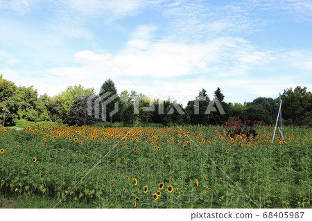 Masumi山坡公園在夏天 Masumi山坡公園在夏天 68405987