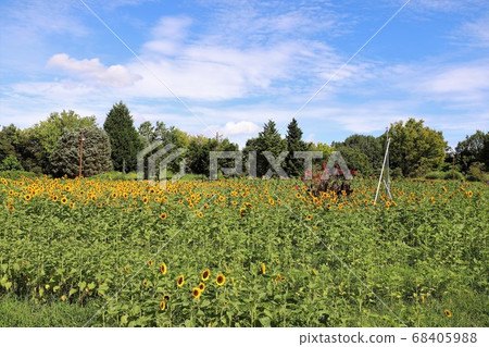 Masumi山坡公園在夏天 Masumi山坡公園在夏天 68405988