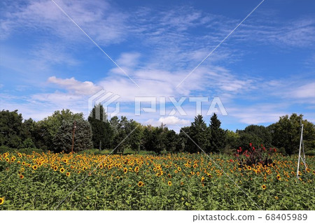 Masumi山坡公園在夏天 Masumi山坡公園在夏天 68405989